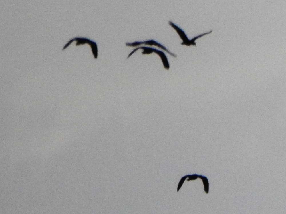 Bare-faced Ibis - ML644108114