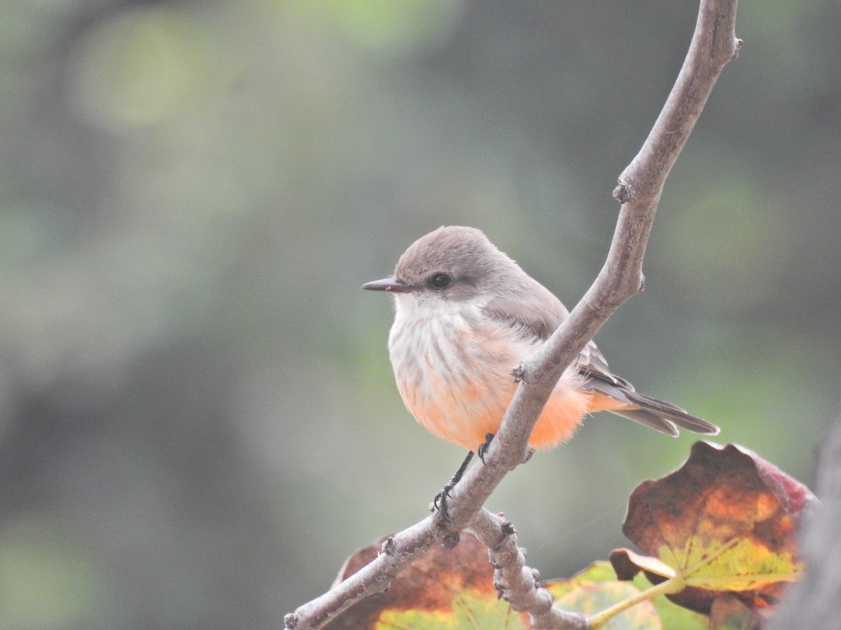 Vermilion Flycatcher - ML644108130