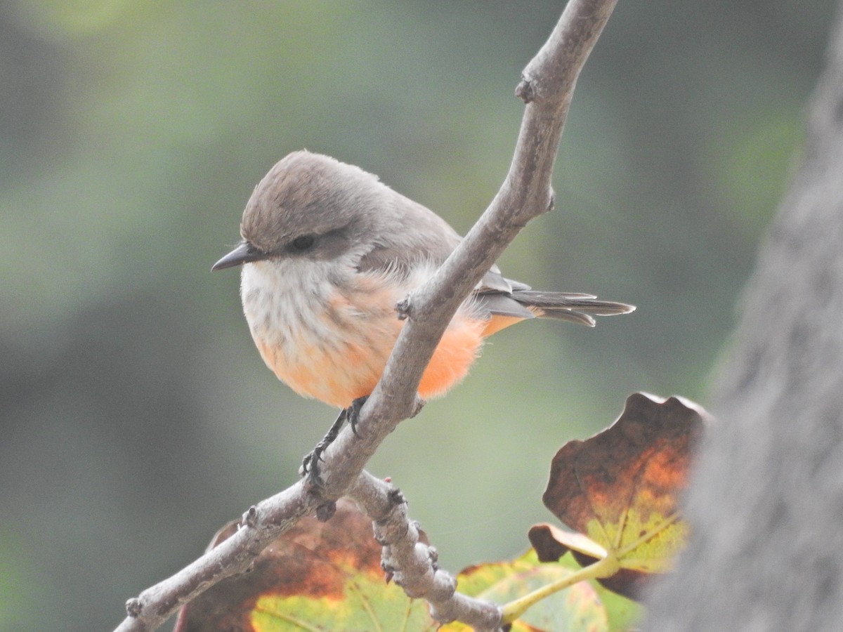 Vermilion Flycatcher - ML644108138