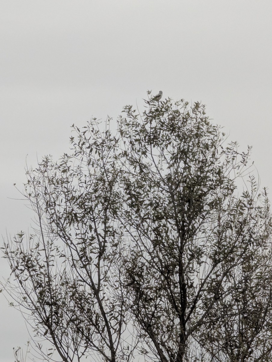 Northern Shrike - ML644108171