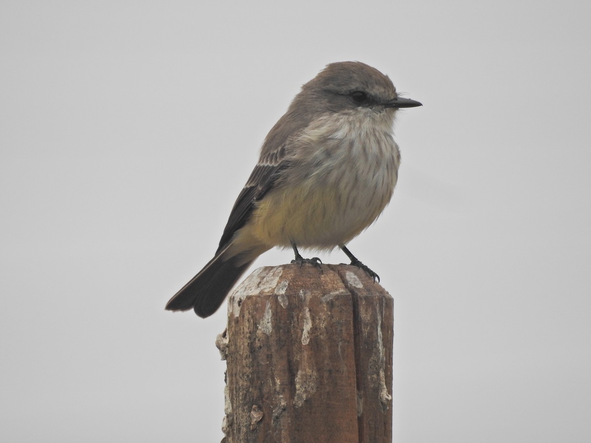 Vermilion Flycatcher - ML644108176
