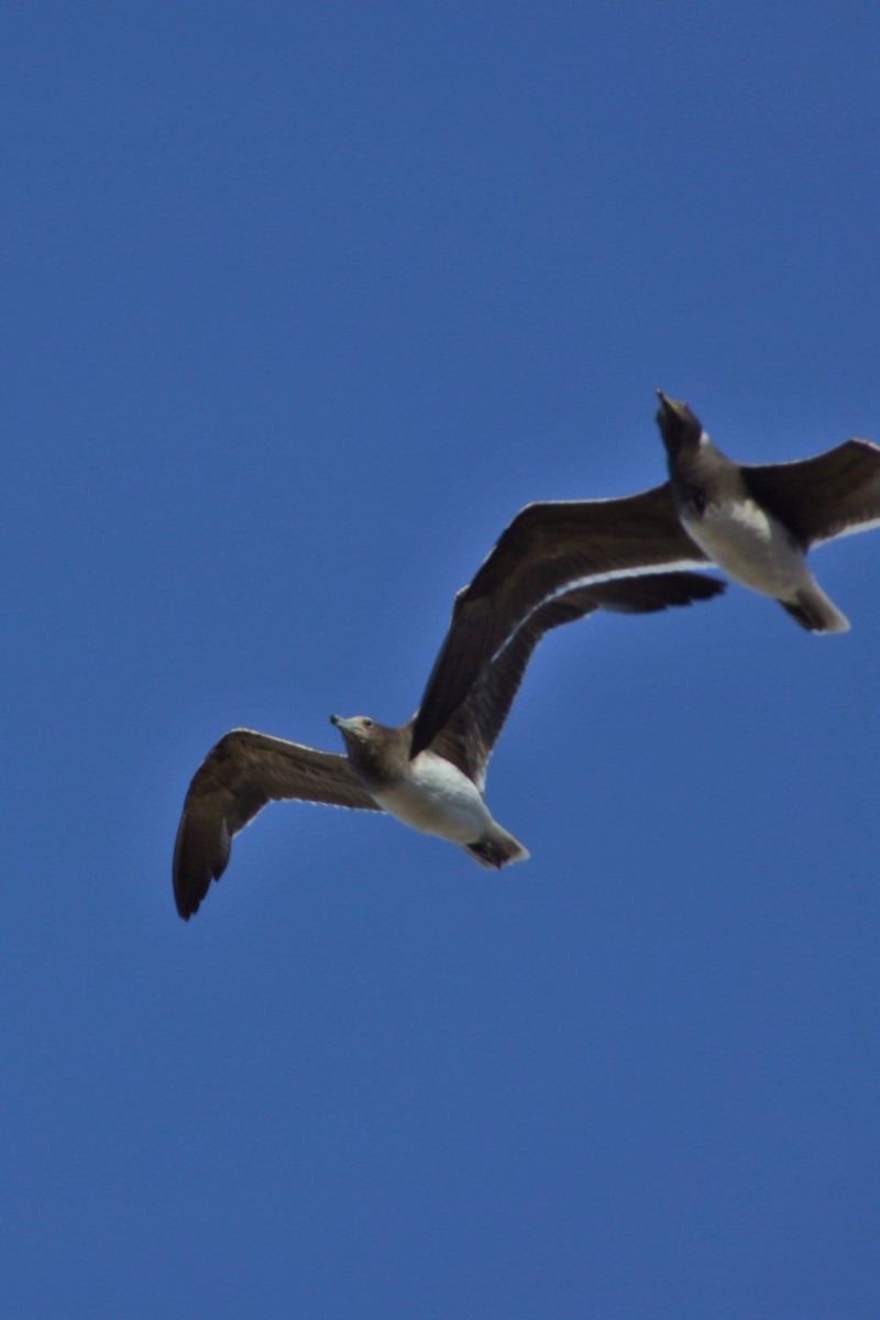 ススケカモメ - ML644108181