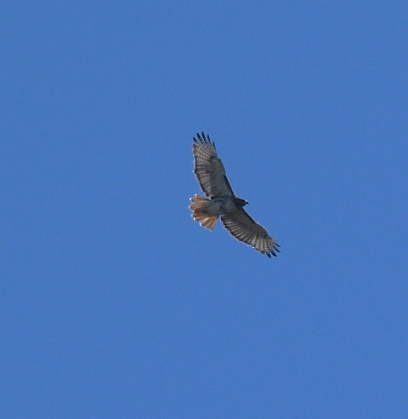 Red-tailed Hawk - ML644108184