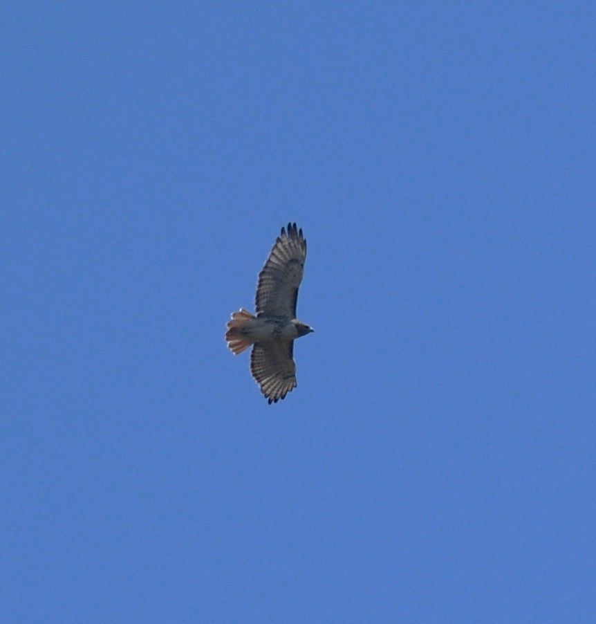 Red-tailed Hawk - ML644108185