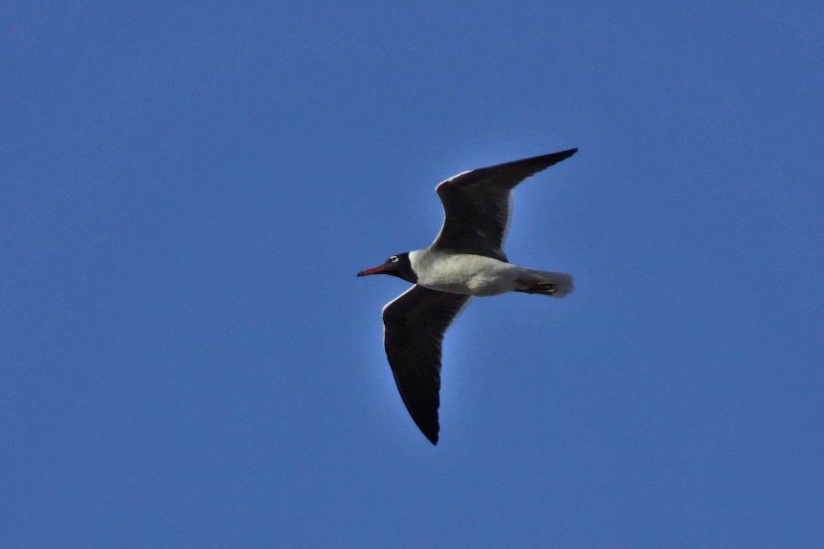 メジロカモメ - ML644108186