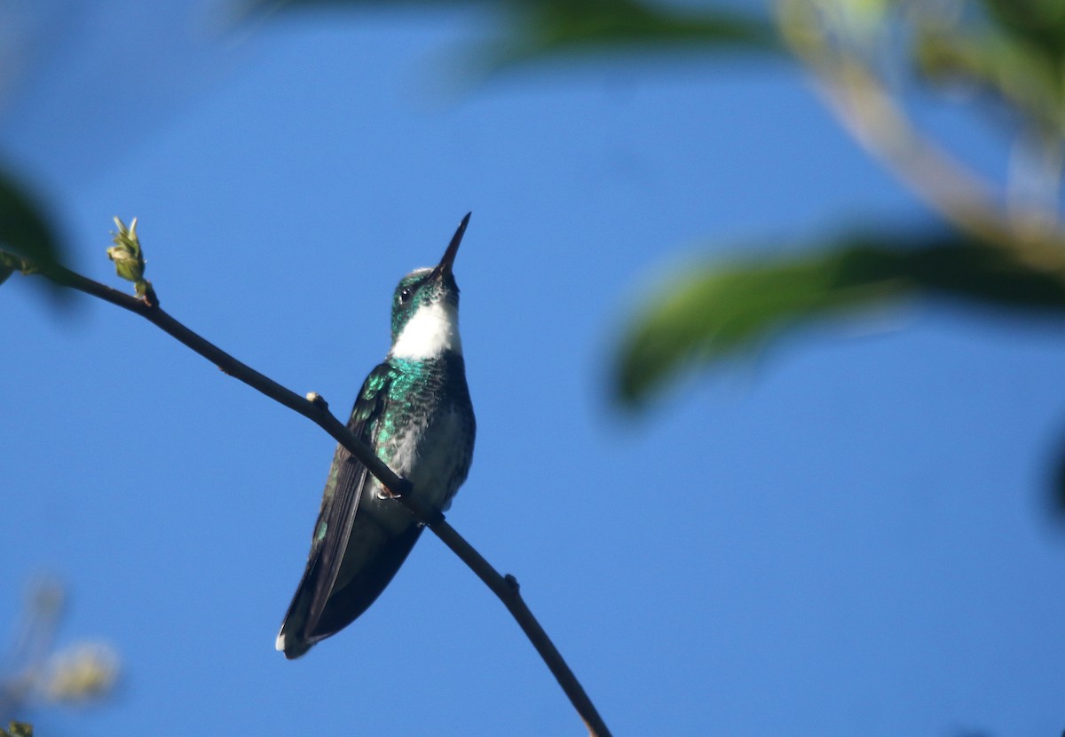 White-throated Hummingbird - ML644108210