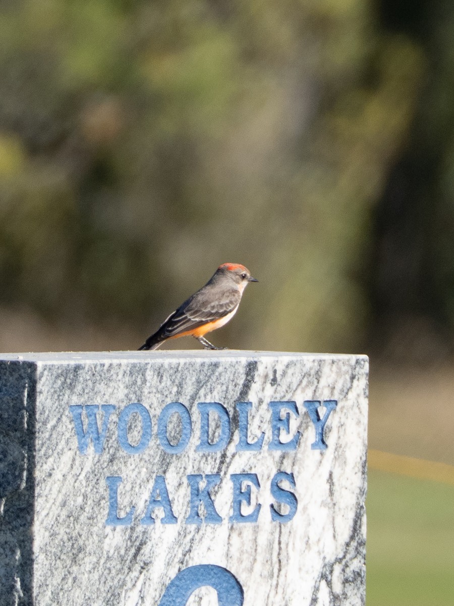 Vermilion Flycatcher - ML644108211