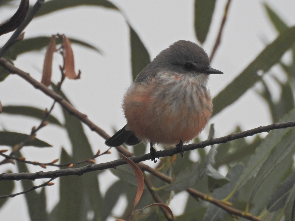 Vermilion Flycatcher - ML644108225