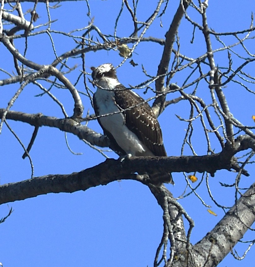 Osprey - ML644108229