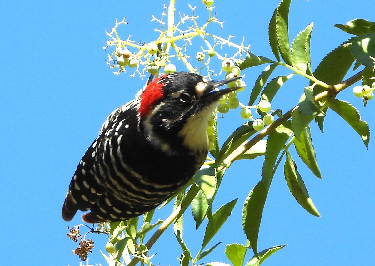 Nuttall's Woodpecker - ML644108236