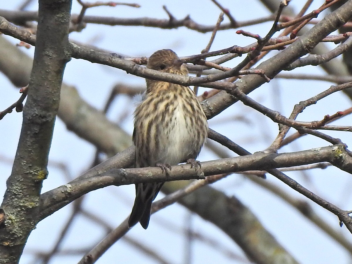 Pine Siskin - ML644108247