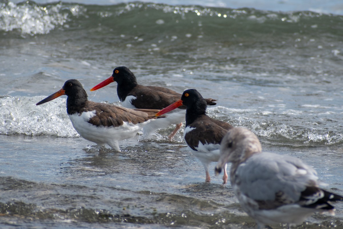American Oystercatcher - ML644108248