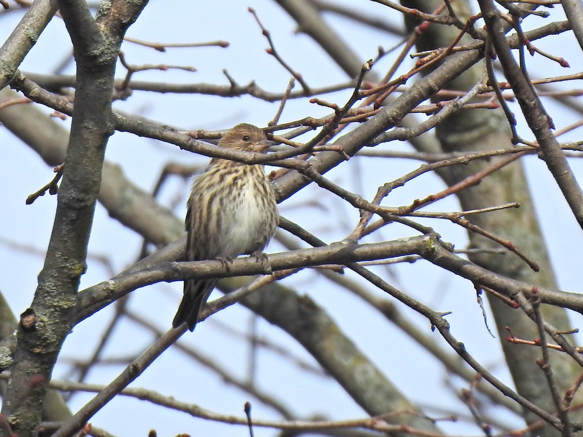 Pine Siskin - ML644108258