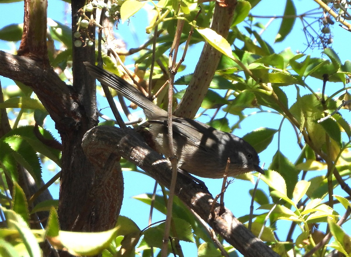 Wrentit - ML644108269