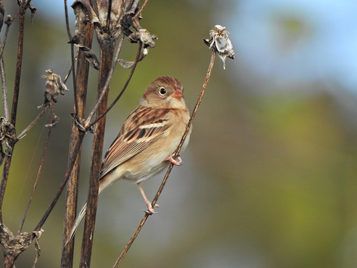 Field Sparrow - ML644108274