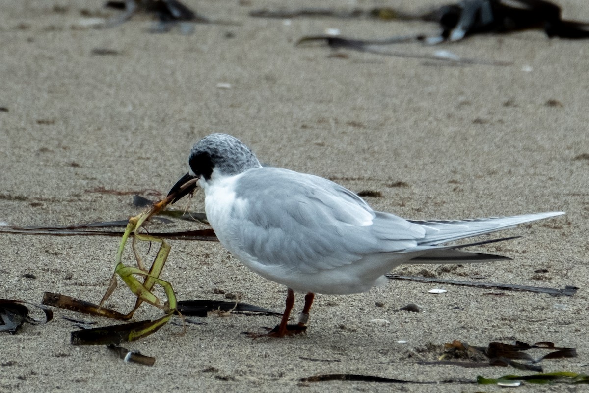 Forster's Tern - ML644108275
