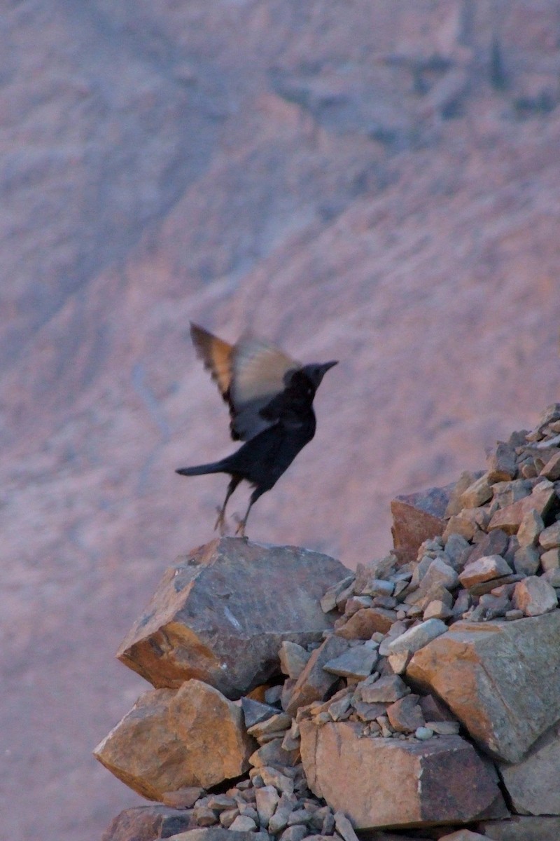 Tristram's Starling - ML644108276