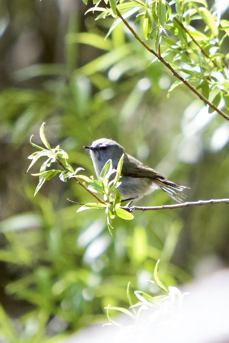 Gray Gerygone - ML644108296