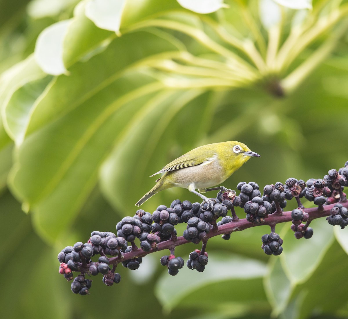 Warbling White-eye - ML644108299