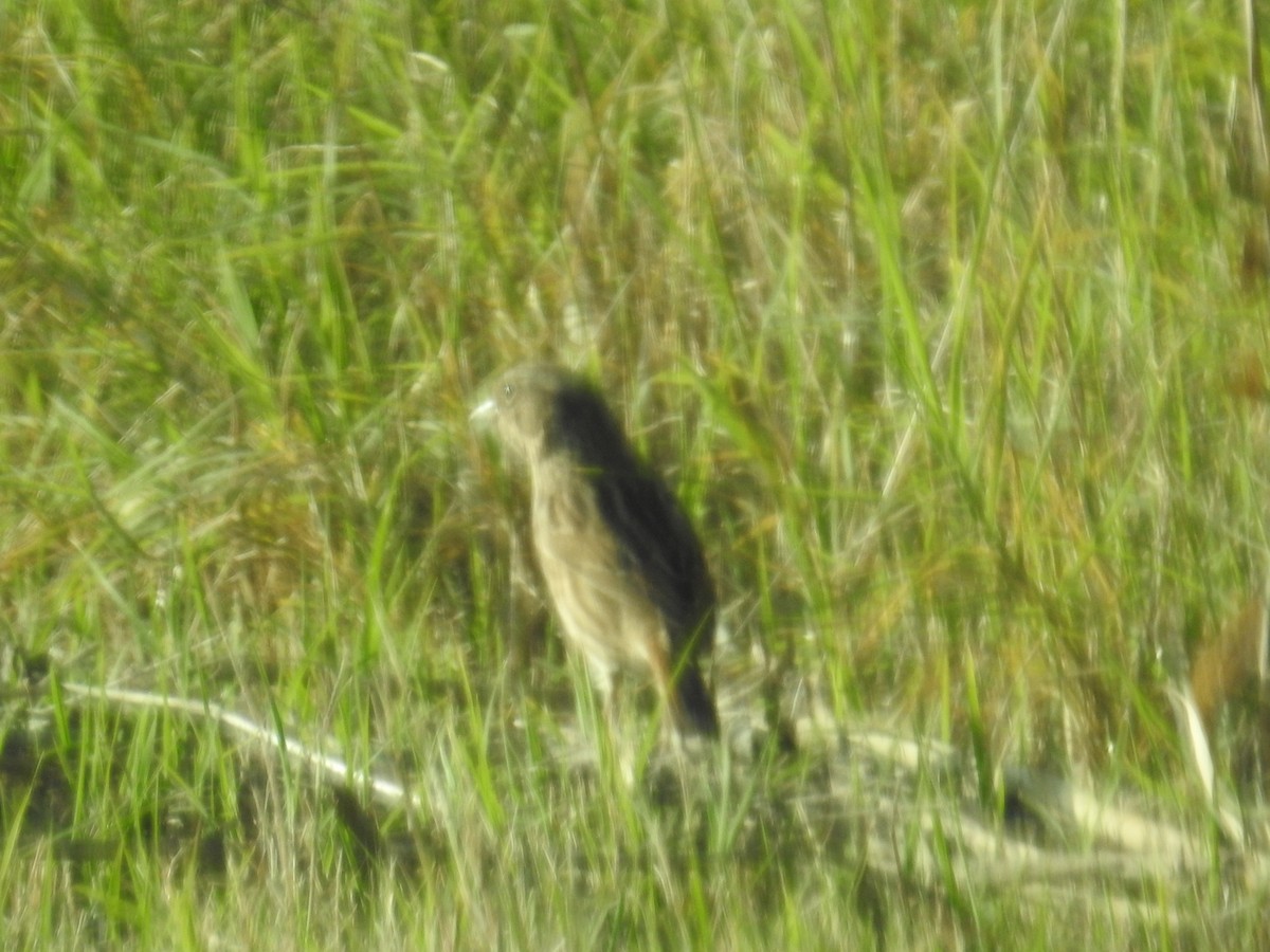 Seaside Sparrow - ML644108304