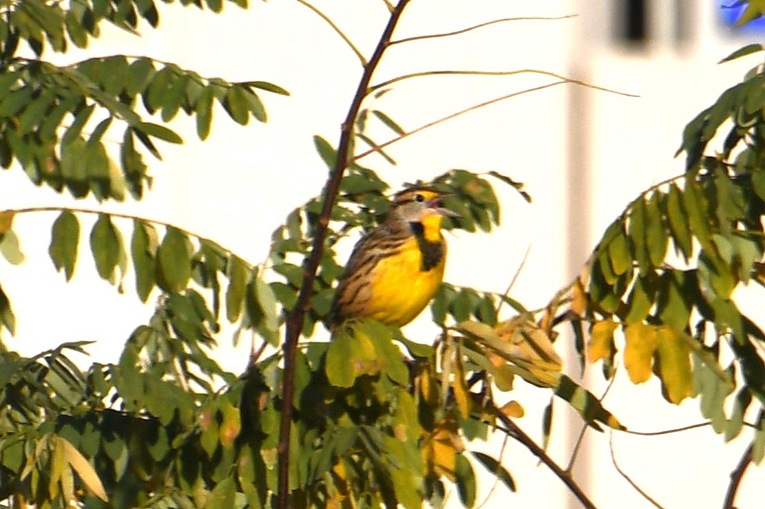 Eastern Meadowlark - ML644108305