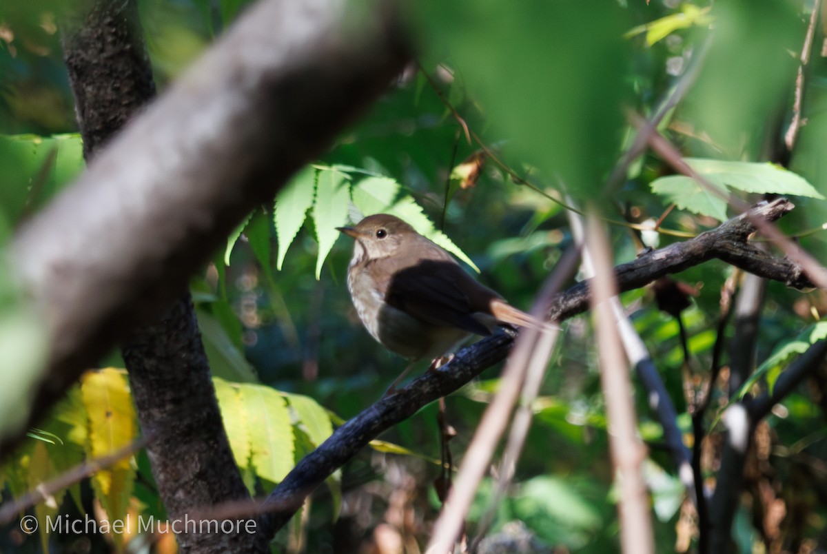 Hermit Thrush - ML644108306