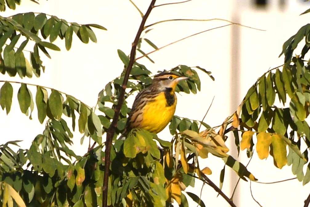 Eastern Meadowlark - ML644108310