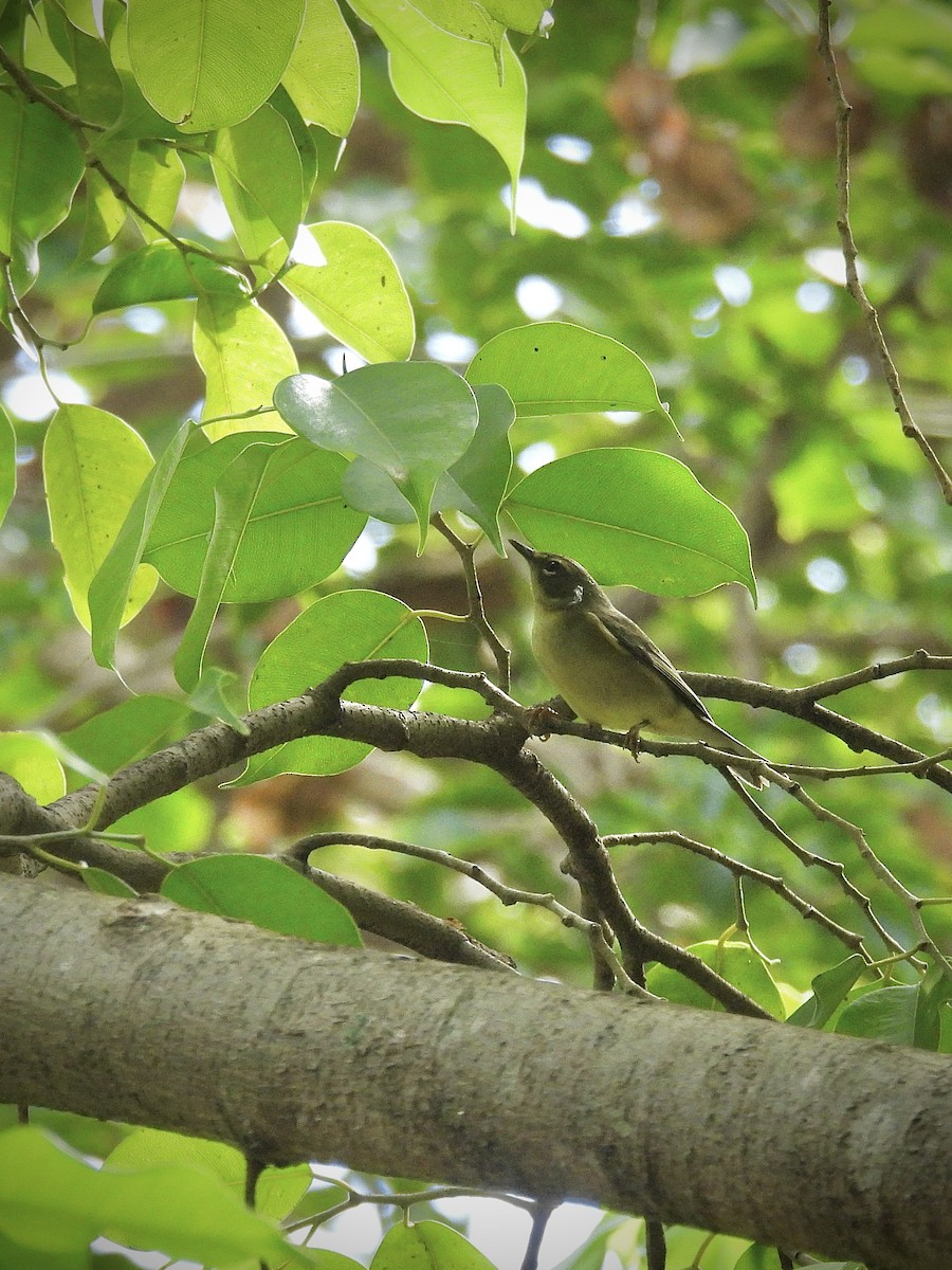 Black-throated Blue Warbler - ML644108316