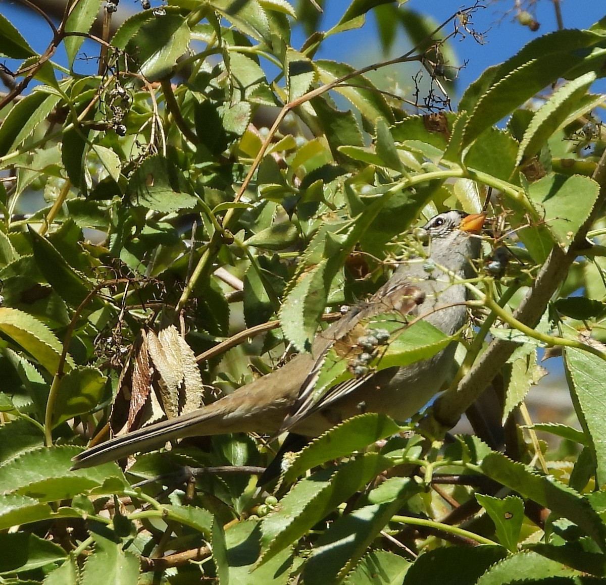 White-crowned Sparrow - ML644108328