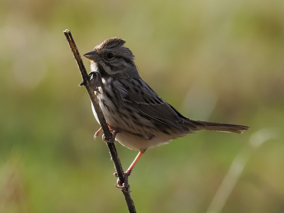 Song Sparrow - ML644108332