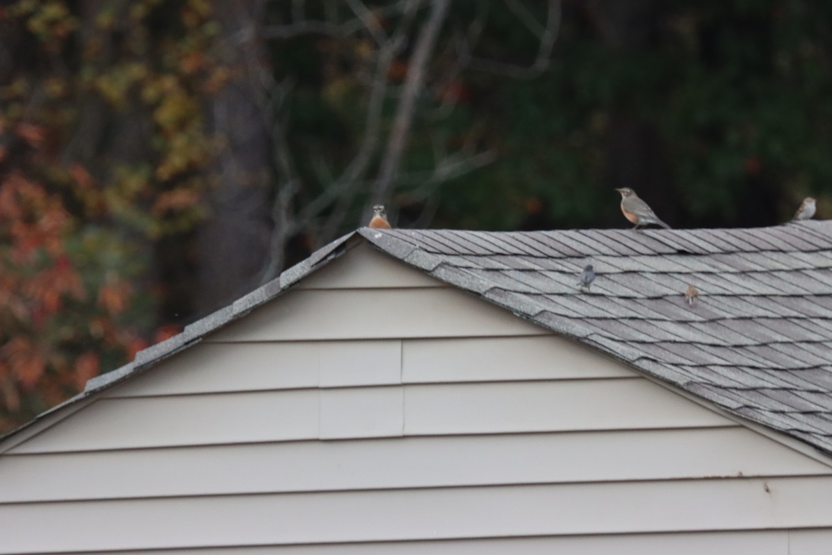 Chipping Sparrow - ML644108338