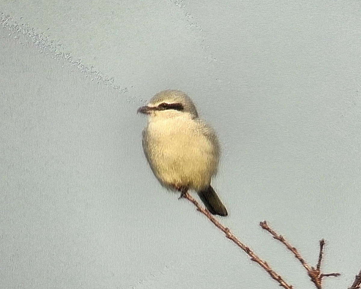 ťuhýk severní - ML644108344