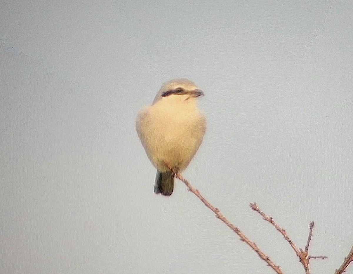 ťuhýk severní - ML644108345