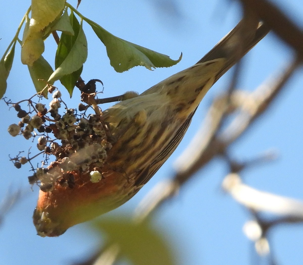 House Finch - ML644108346