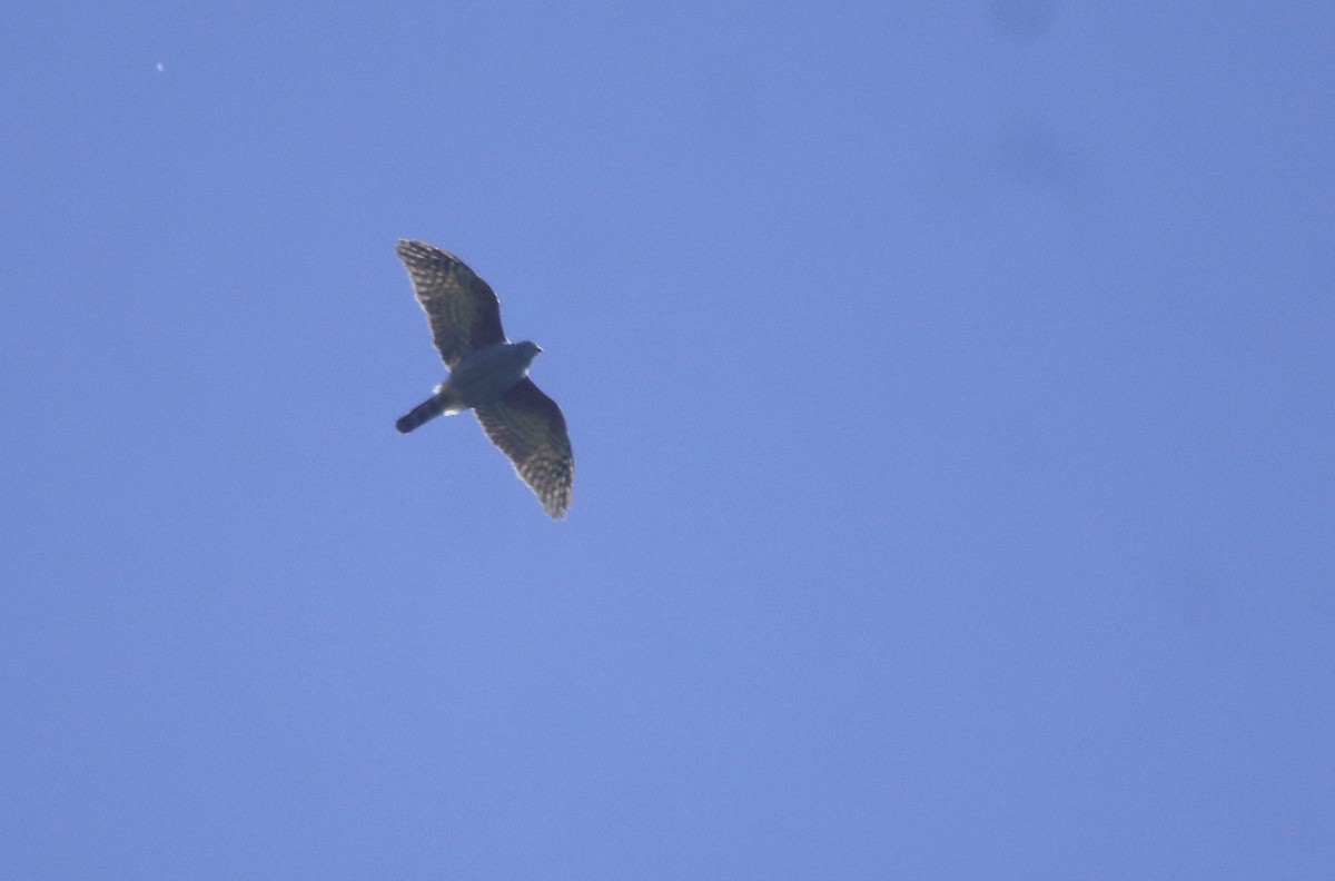 Rufous-thighed Kite - ML644108347