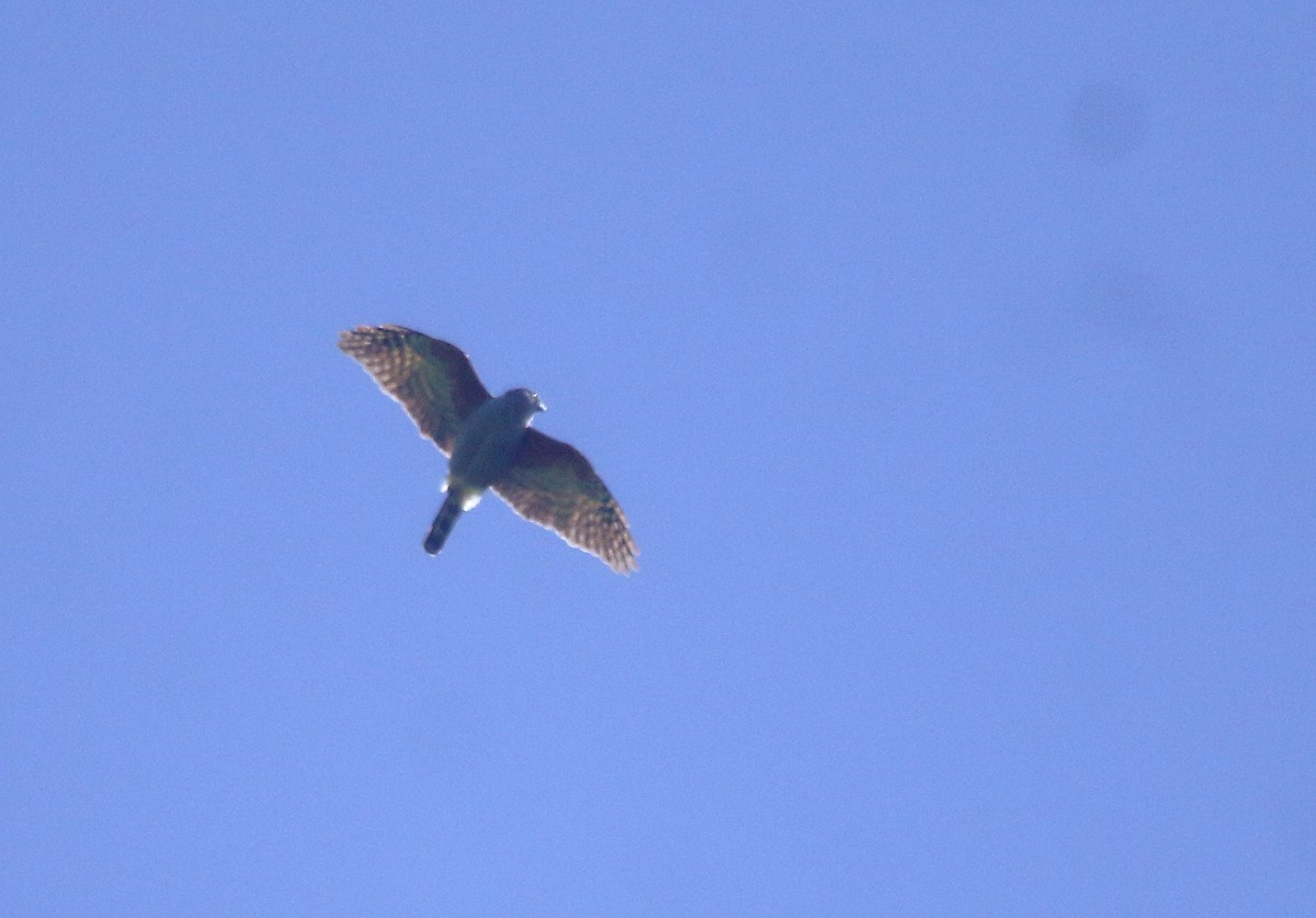 Rufous-thighed Kite - ML644108348
