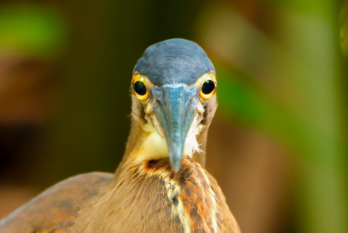 Agami Heron - ML644108349