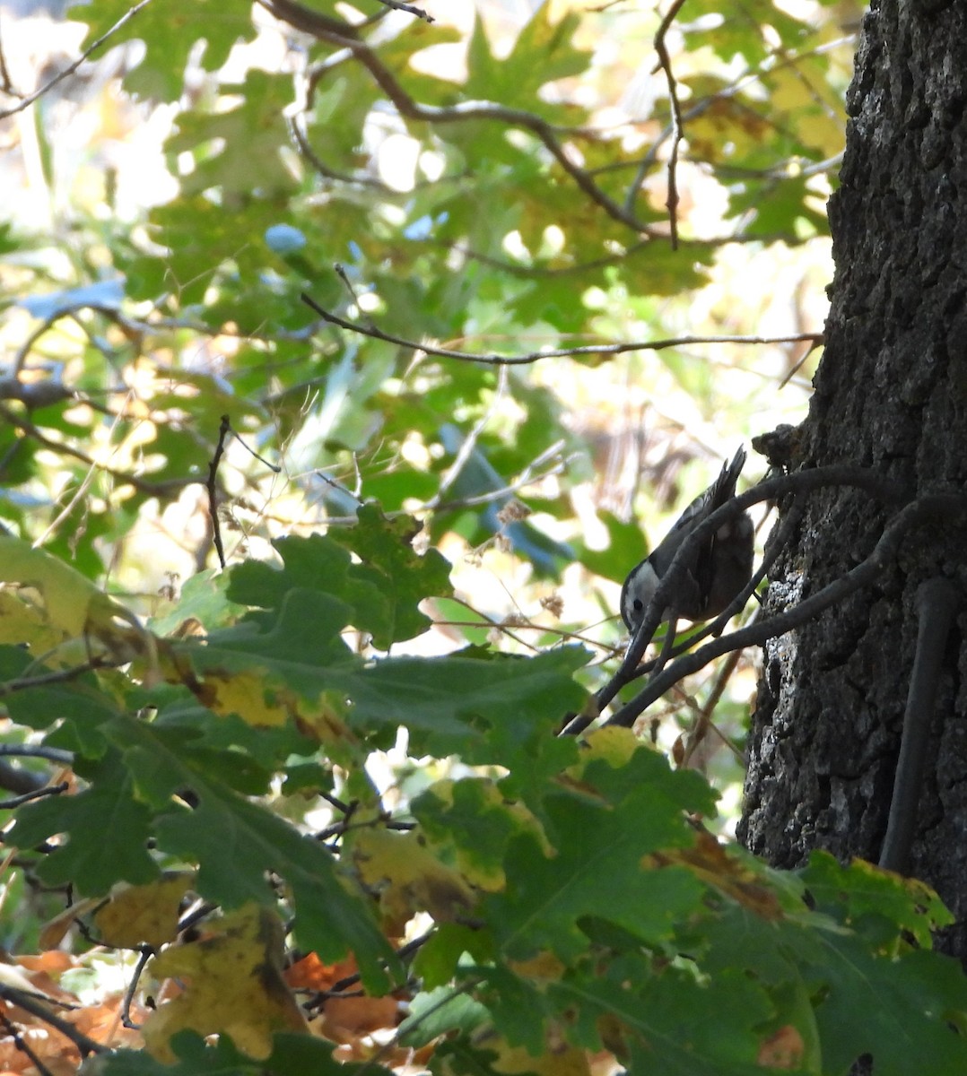 White-breasted Nuthatch - ML644108353