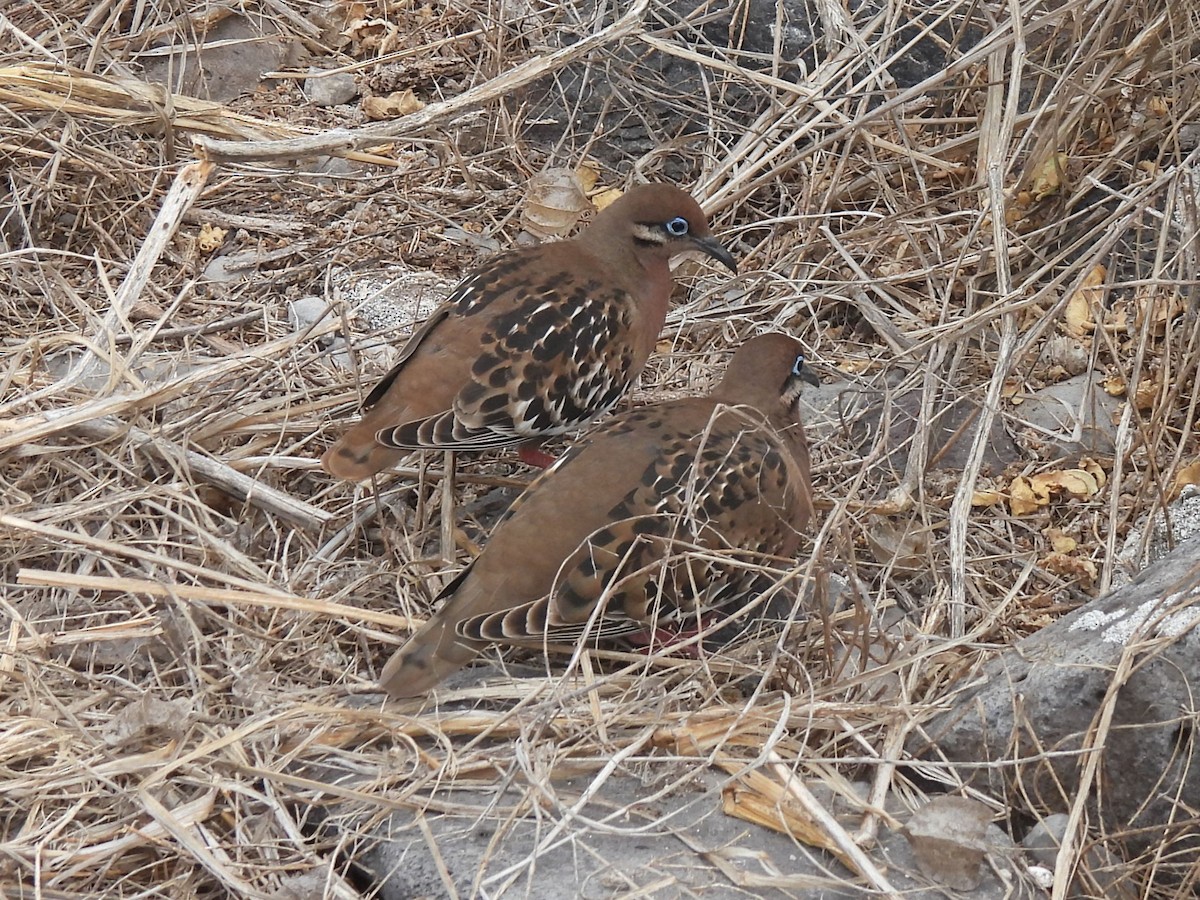 Galapagos Dove - ML644108360