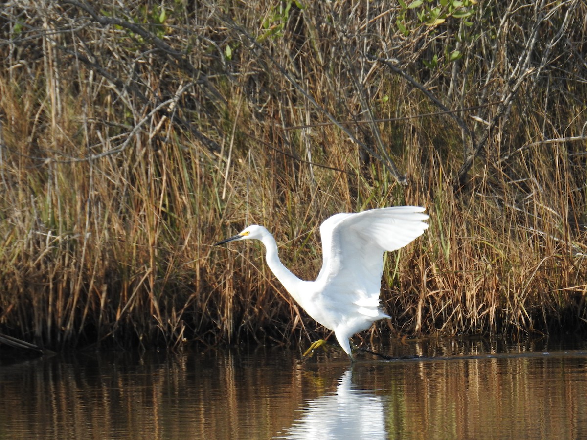 Snowy Egret - ML644108363