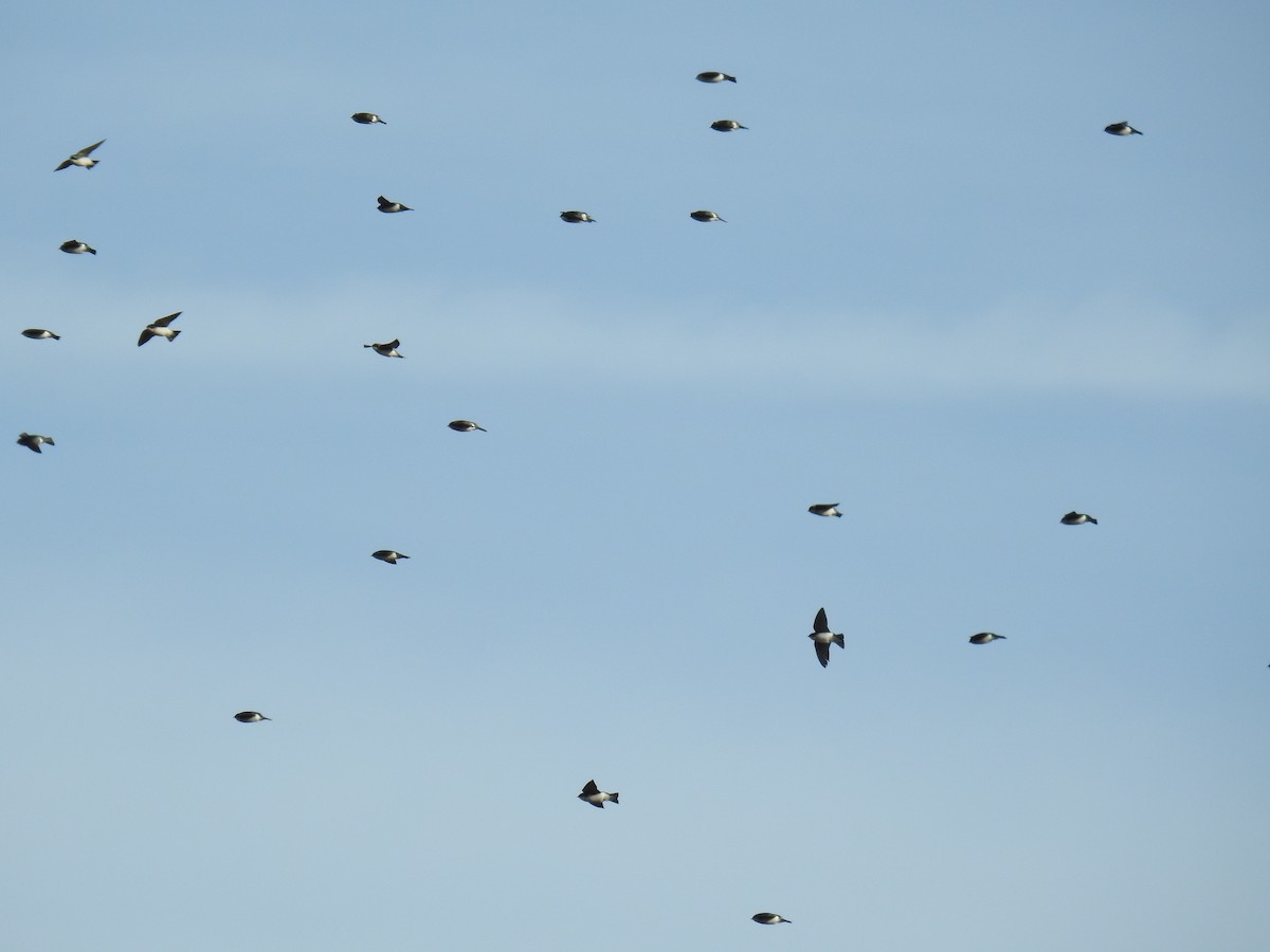 Tree Swallow - ML644108383