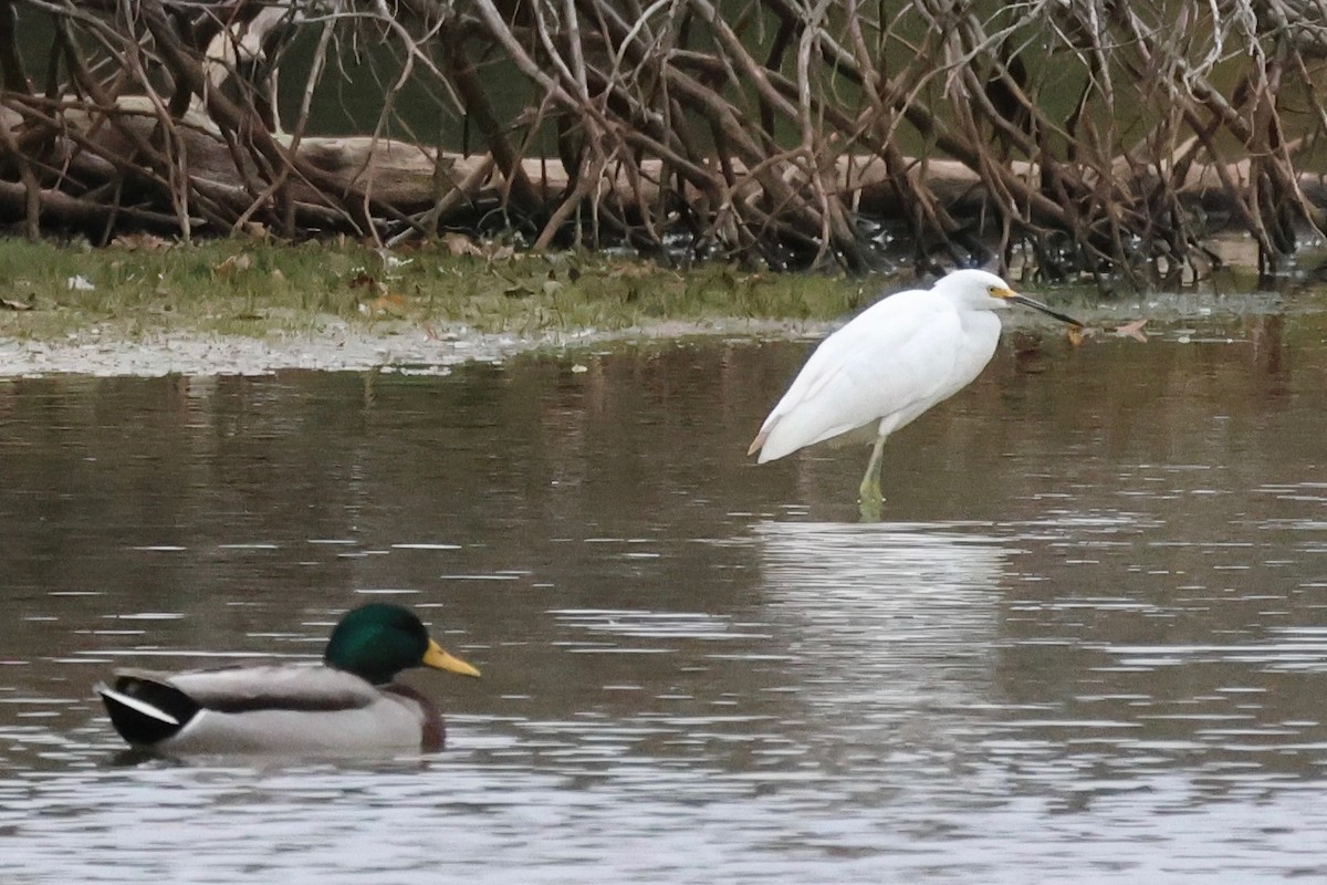 Snowy Egret - ML644108392