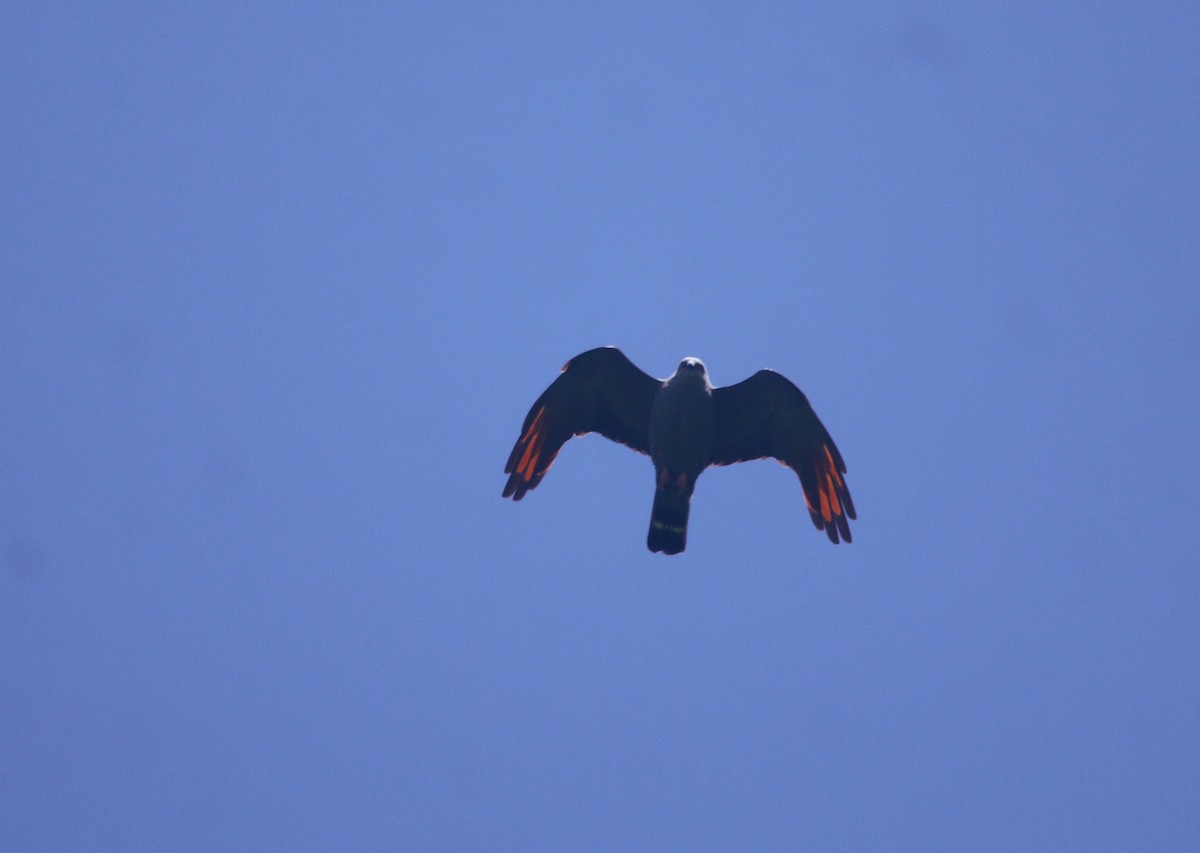 Plumbeous Kite - ML644108401