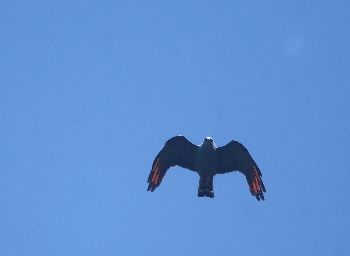 Plumbeous Kite - ML644108402