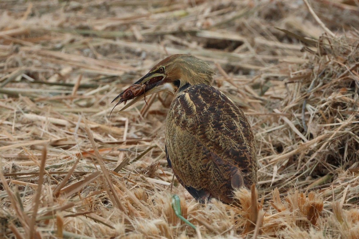 American Bittern - ML644108413