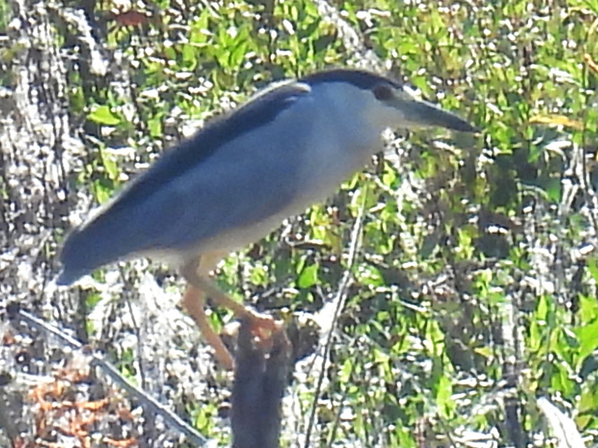 Black-crowned Night Heron - ML644108415