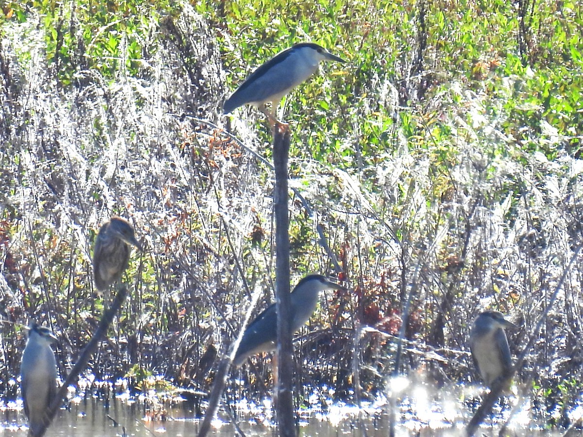 Black-crowned Night Heron - ML644108416