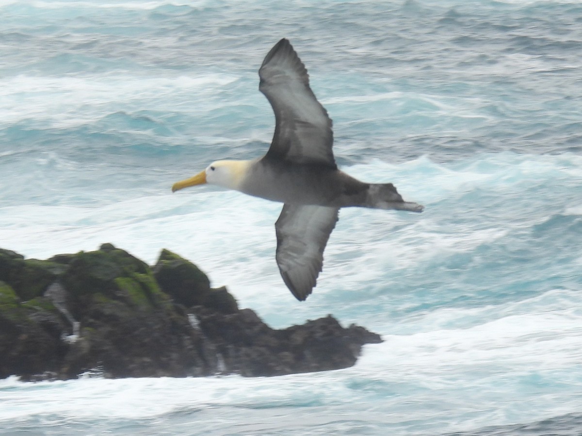 Waved Albatross - ML644108433