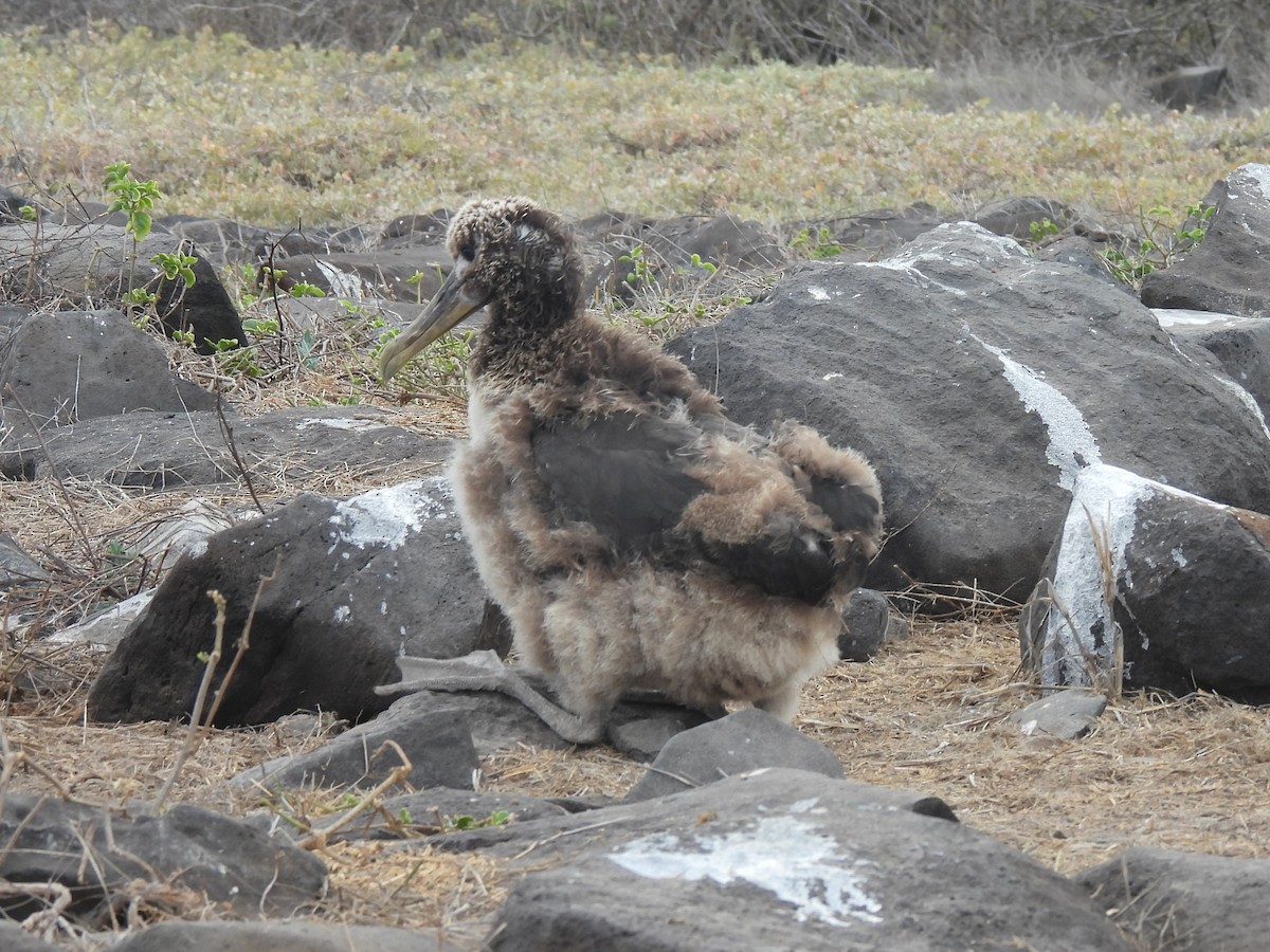 Waved Albatross - ML644108434