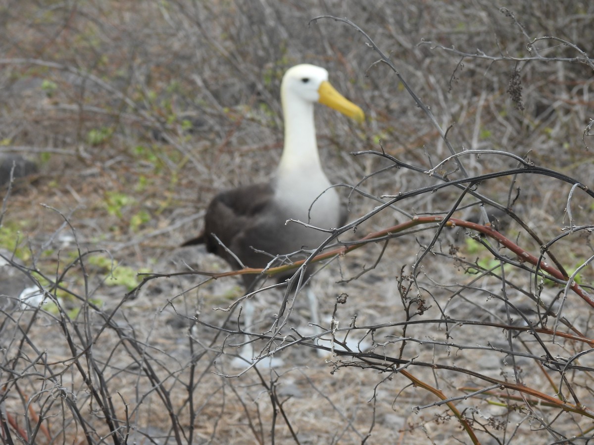 Waved Albatross - ML644108435